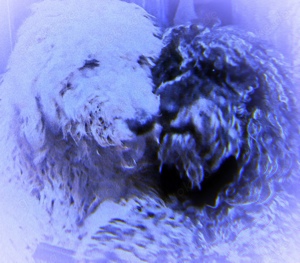 traumhafte Königspudel  Therapie Familie ihne Jagdttrieb