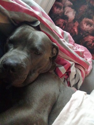 Deckrüde XL Bulli Blau Bild 3