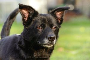 Buddy sucht dringend neuen Wirkungskreis