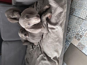 Weimaraner77