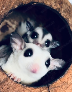 Sugar Glider Mosaic (w) Sonderpreis bis ( siehe Text )