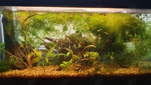 Aquarium 80x30x35 (LxBxH)