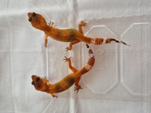 Leopardgecko mandarine wild Typ auf Weibchen inkubiert