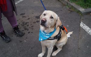 Traumhund Rufus Bild 3