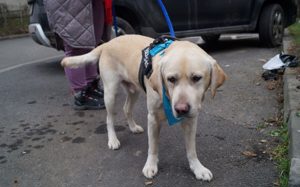 Traumhund Rufus Bild 6