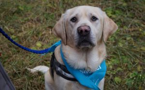 Traumhund Rufus 	