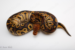 Mahogany Clown weibchen 