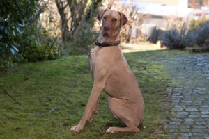 Herbert, 1 Jahr - Deutsche Dogge - Tierhilfe Franken e.V.