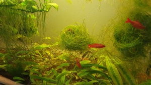 Aquarium 80x35x40 (LxBxH)
