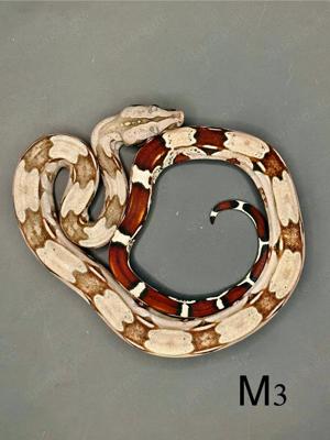 !Boa Constrictor Constrictor Guyana ,  ENZ 11.24 