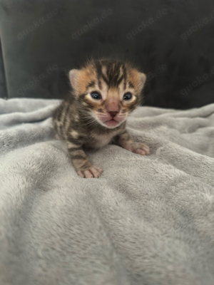 Bengalkatze Katzen & Katzenbabys in Nürnberg kaufen, verkaufen & zu