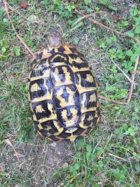  Griechischen Landschildkröten Adult 2 x 1.3 abzugeben! Bild 3