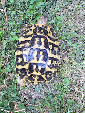  Griechischen Landschildkröten Adult 2 x 1.3 abzugeben! Bild 2