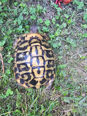  Griechischen Landschildkröten Adult 2 x 1.3 abzugeben! Bild 5