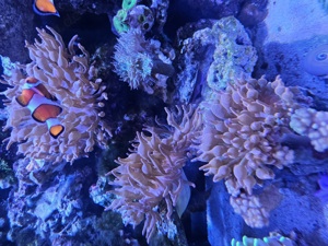 Kupferanemonen   Blasenanemone Meerwasser 