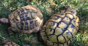 Griechische Landschildkröten t.h.b. adultes Pärchen 28 ,32 Jahre Bild 2
