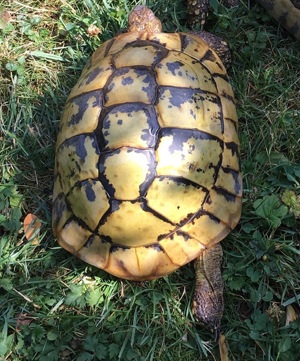 Griechische Landschildkröten t.h.b. adultes Pärchen 28 ,32 Jahre Bild 3