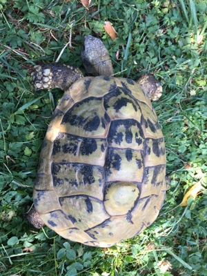 Griechische Landschildkröten t.h.b. adultes Pärchen 28 ,32 Jahre Bild 4