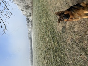Schäferhund Rüde