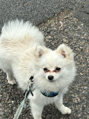 Coco sucht ein neues Zuhause 