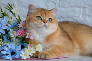 Deckkater BKH KING black golden shaded (ny 11)mit Stammbaum