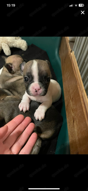 Französische Bulldogge als Deckrüde Bild 4