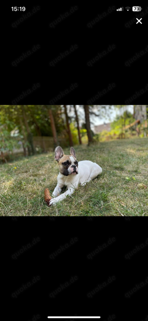 Französische Bulldogge als Deckrüde Bild 3