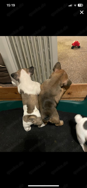 Französische Bulldogge als Deckrüde Bild 6