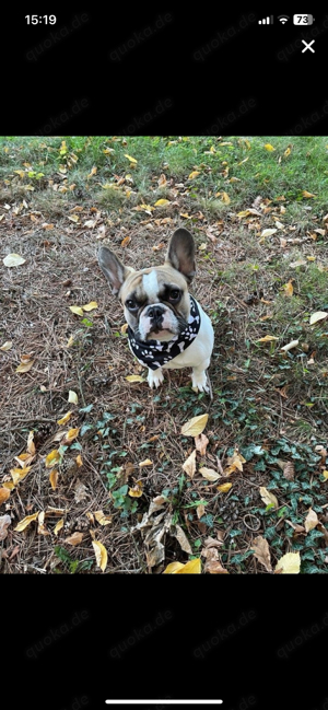 Französische Bulldogge als Deckrüde Bild 7