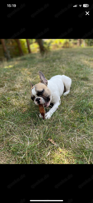 Französische Bulldogge als Deckrüde Bild 5