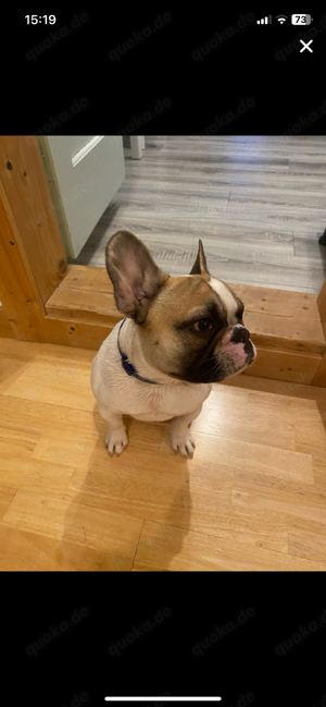 Französische Bulldogge als Deckrüde