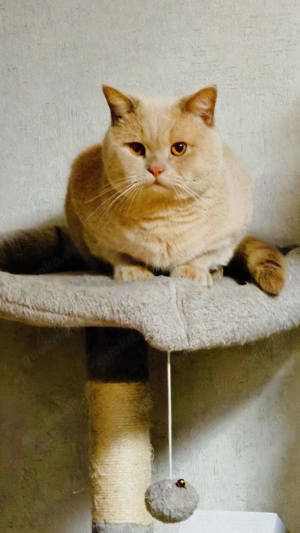 Deckkater BKH 