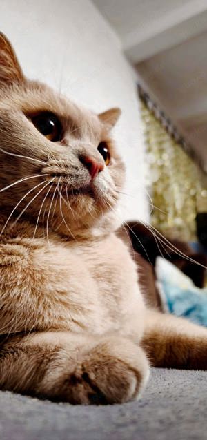 Deckkater BKH  Bild 2
