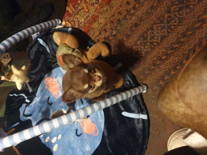 2 Chihuahuas suchen noch ein Zuhause