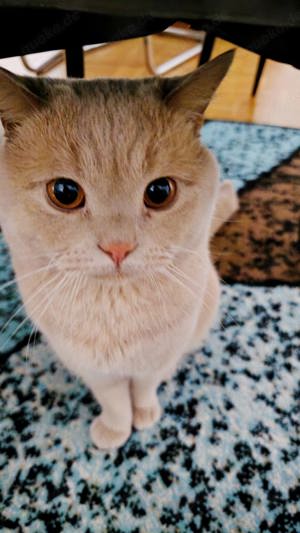 Deckkater BKH  Bild 3