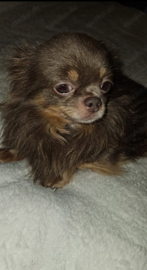 chihuahua deckrüde