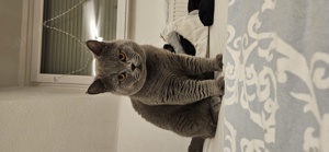 Deckkater BKH 