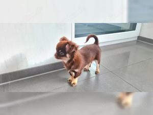 Reinrassiger Chihuahua-Welpe