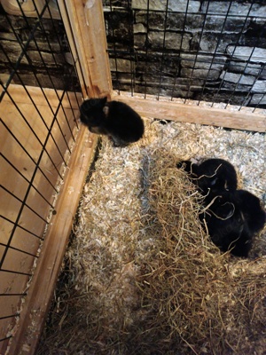 Kaninchen Babys 