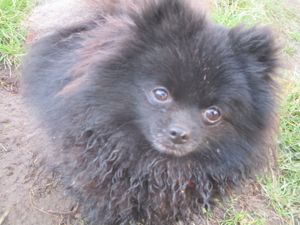 Pomeranian Rüde reinrassig 