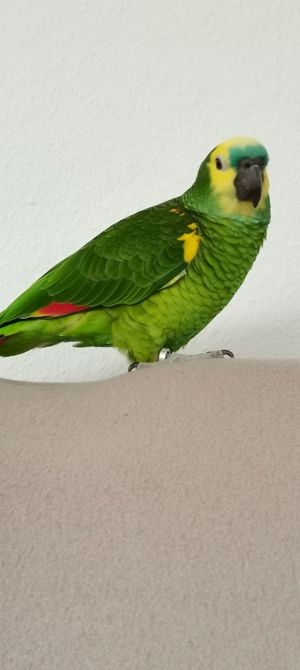 Blaustirnamazone m w