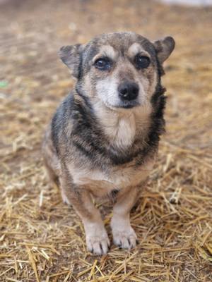 Shelly, reife kleine Lady, sucht ein Kuschelkörbchen mit Anhang