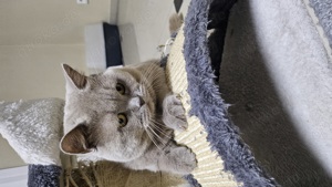 Bkh Deckkater Lilac mit Erfahrung  Bild 7