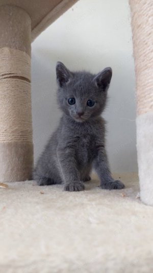 Reinrassige Russisch Blau Kitten