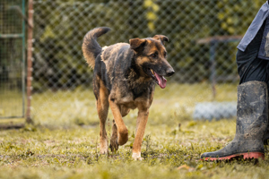 *PRIYA* Die freundliche Hündin liebt die Menschennähe und braucht Beschäftigung