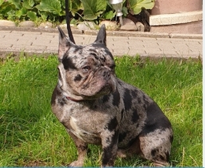 Französische Bulldogge  Bild 2