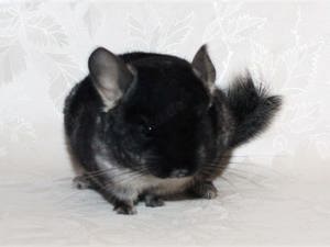 SUCHE zwei weibliche oder ggf. auch zwei männliche Chinchillas in Normalhaar Bild 2