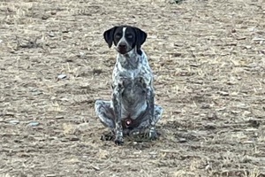 Ares sucht Dich
