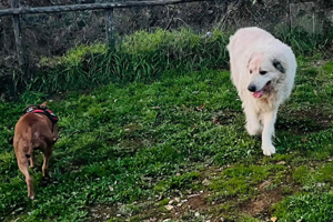 Zorro sucht ein Rentnerplätzchen Bild 4