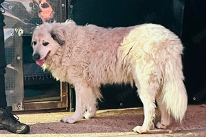 Zorro sucht ein Rentnerplätzchen Bild 3